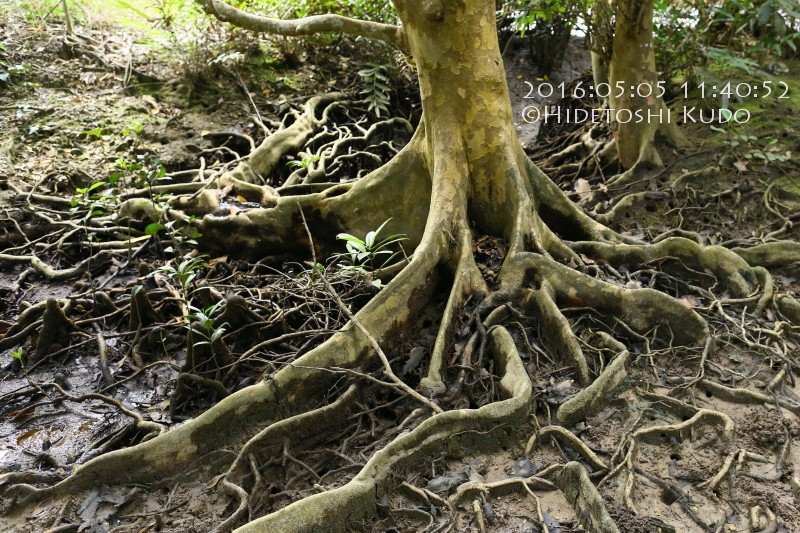 Cairns Nature Album » Mangroves » Xylocarpus granatum